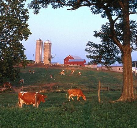 Dairy farm