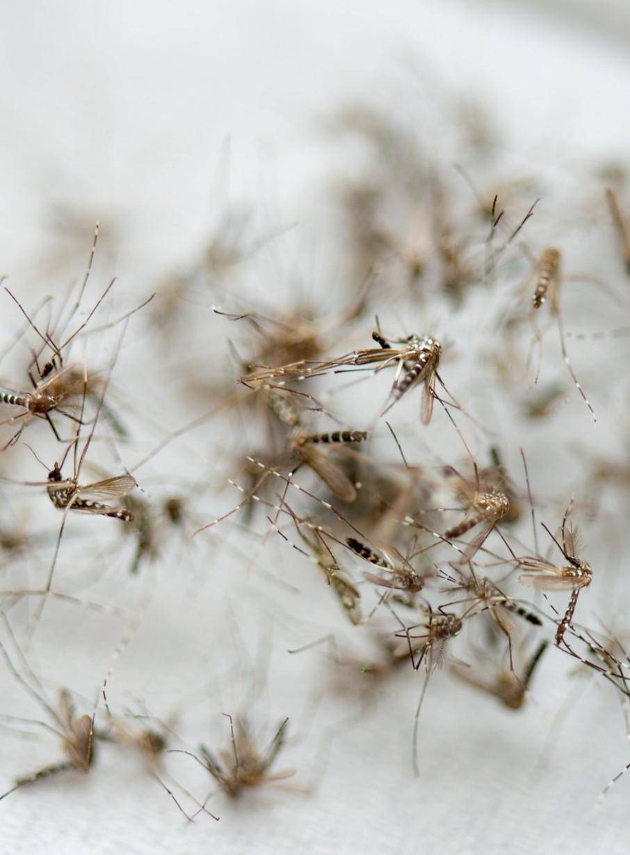 Dead mosquitoes