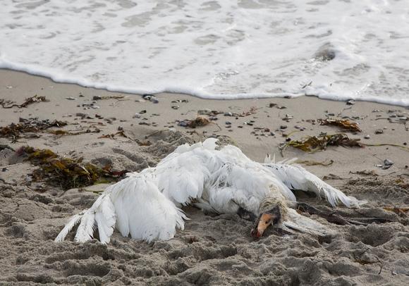 Dead swan