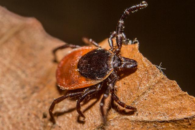 Deer tick