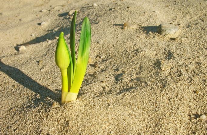 Desert bloom