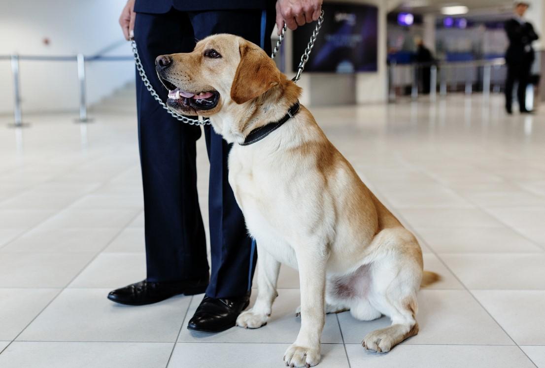 Detection dog at airport