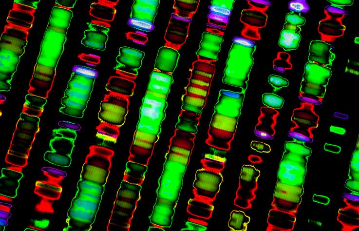 DNA sequence