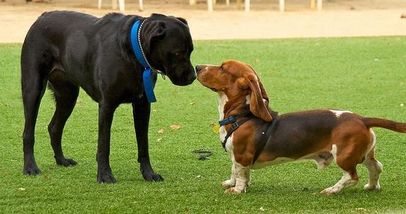 Dogs touching noses
