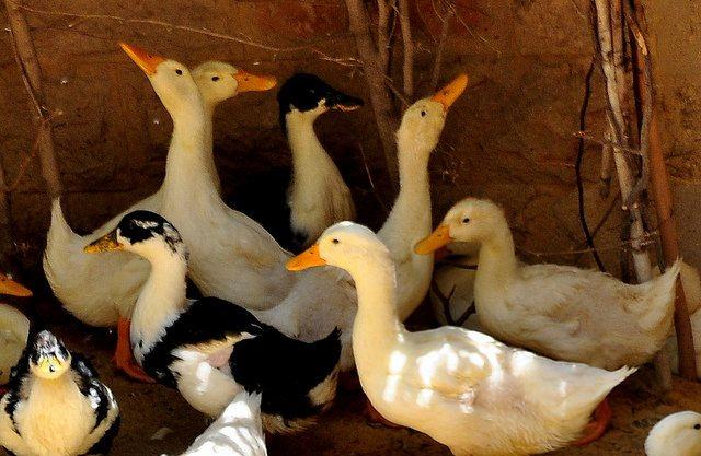 Domestic ducks