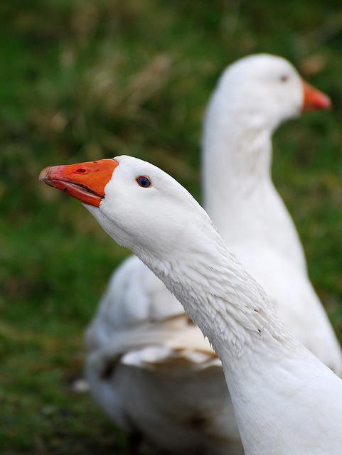 Domestic geese
