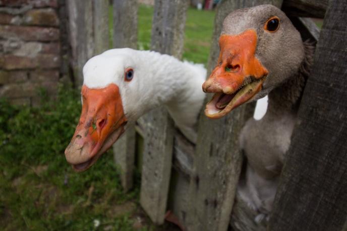 Ducks close up