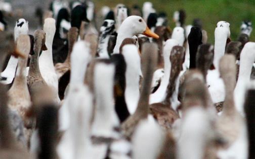 Duck flock