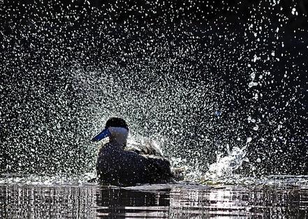 Duck shower