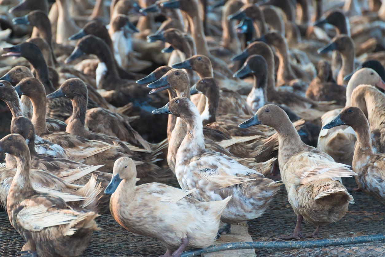 Traditional duck farm