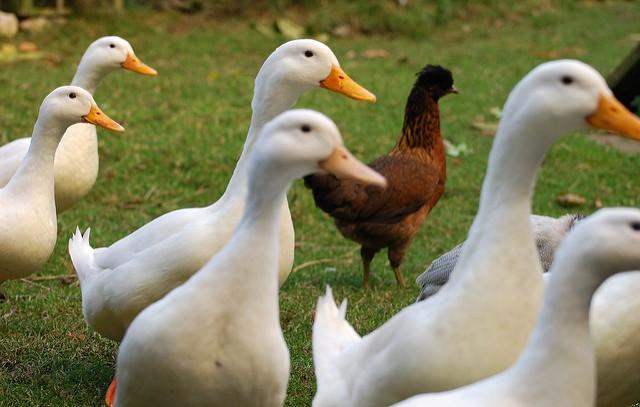 Ducks and lone chicken