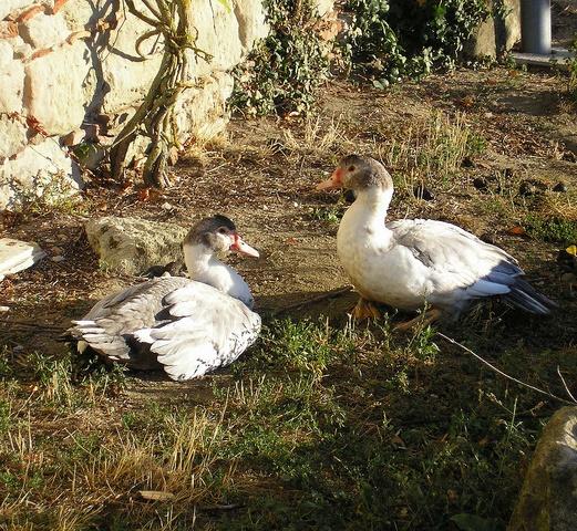 Ducks in France