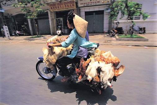 Ducks on motorcycle in Asia