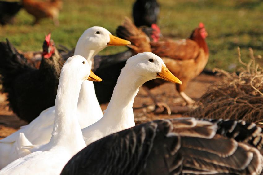Backyard ducks and chickens