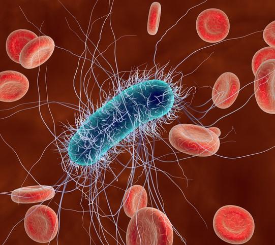 Bloodstream infection bacteremia