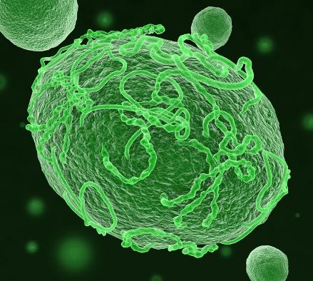 Ebola-infected cell