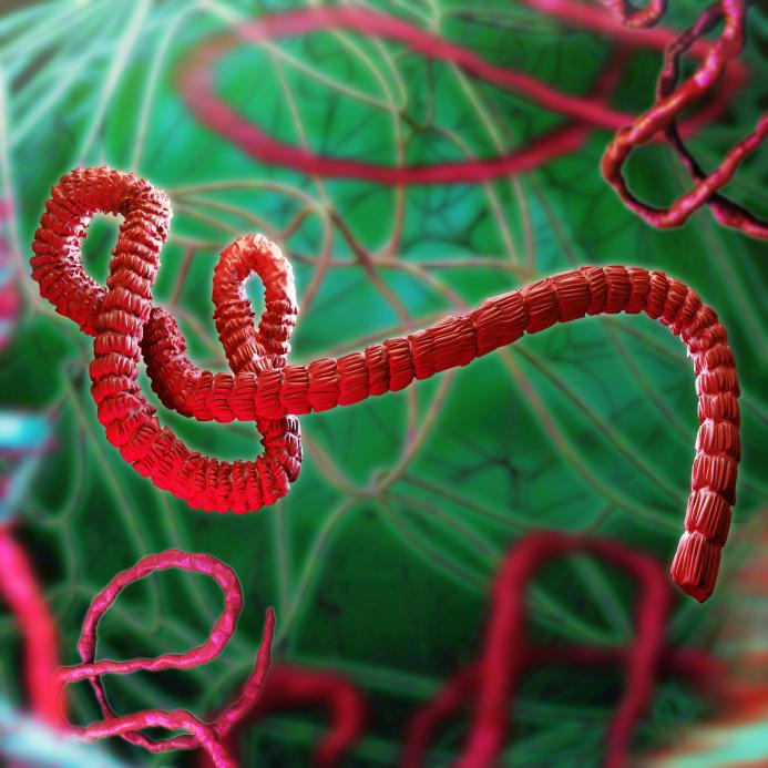 Ebola virus