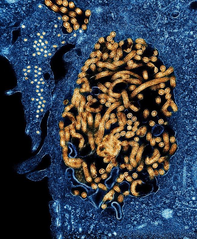 Ebola viruses