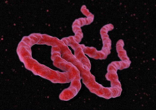 Ebola virus