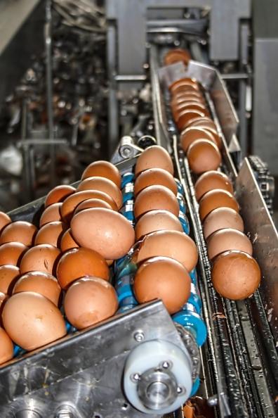 Egg production