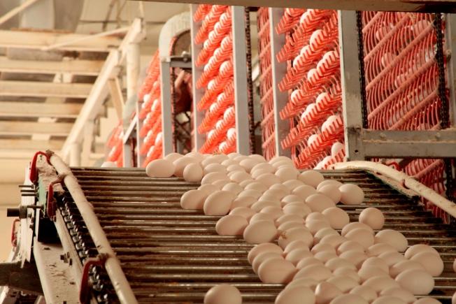 Egg production