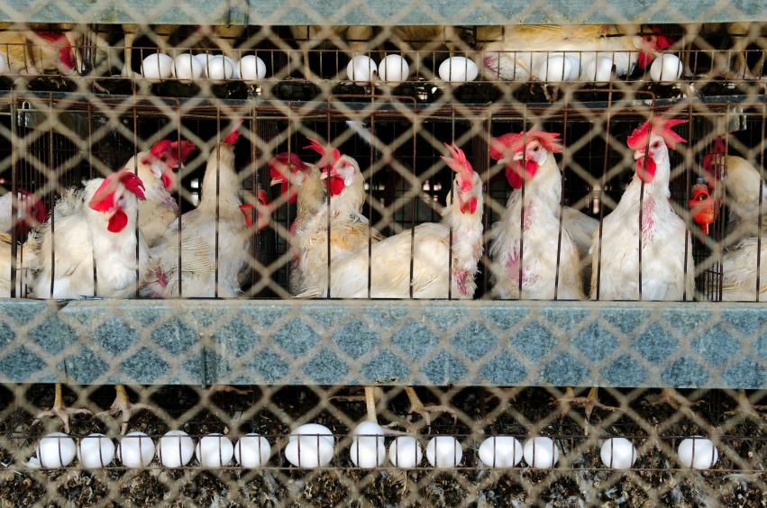 Egg-laying chickens