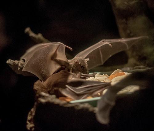 Egyptian fruit bat