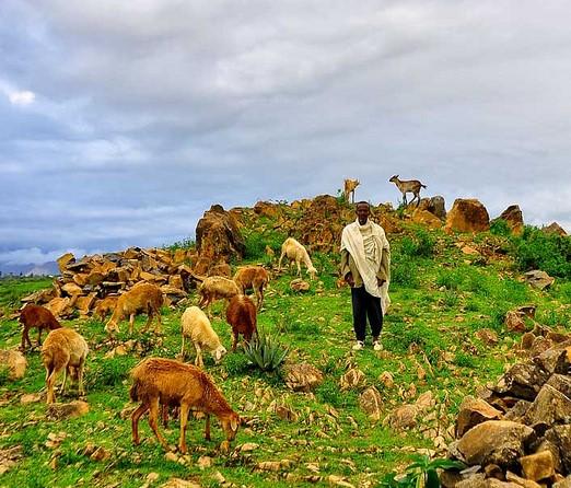Ethiopian shepherd and flock