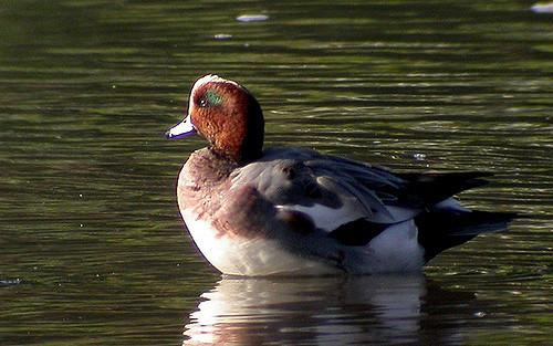 Eurasian wigeon