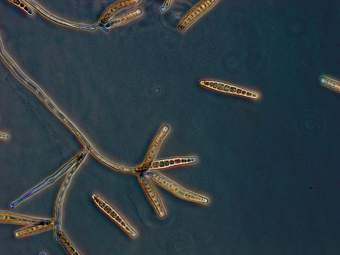 Exserohilum rostratum fungus