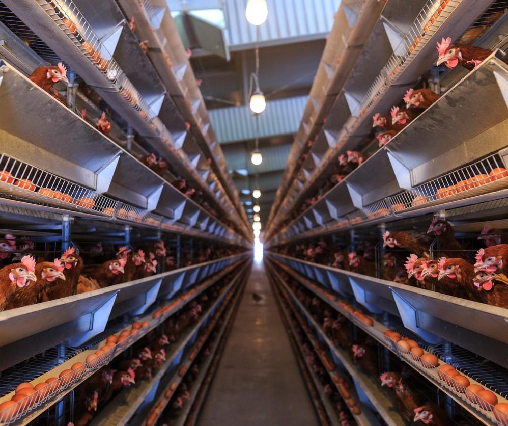 Factory egg production