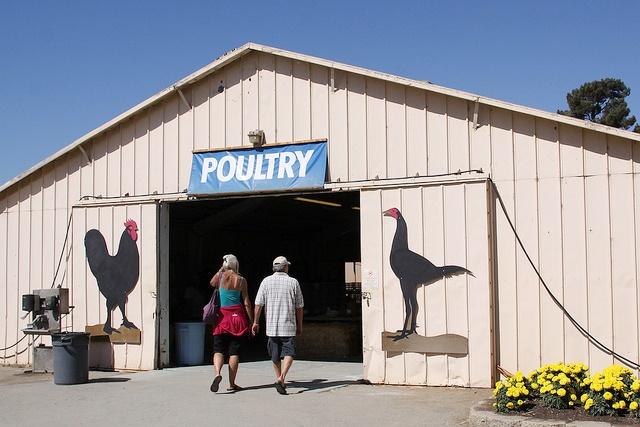 Poultry barn at fair