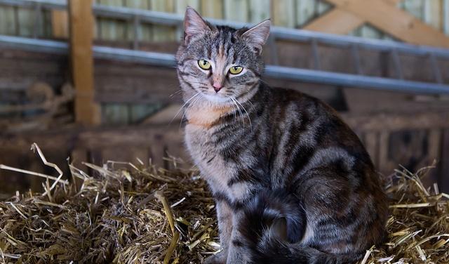 Farm cat