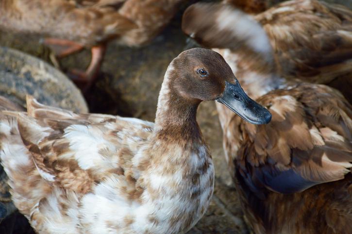 Farm duck