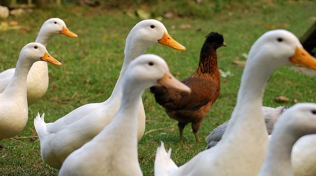 Farm ducks