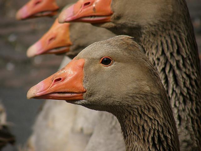 Farm geese