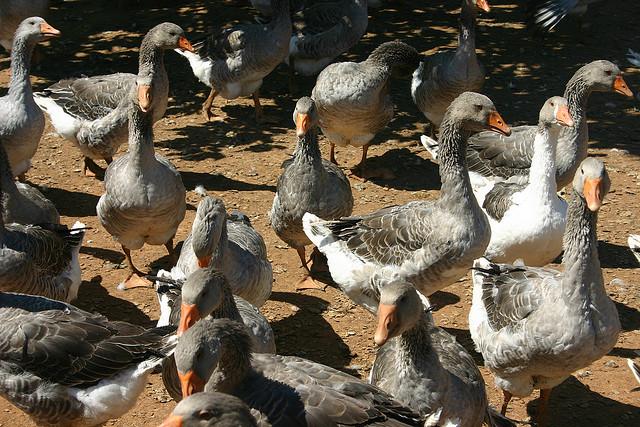 Farm geese
