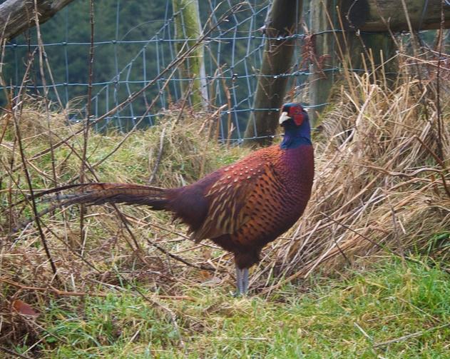 Farm pheasant