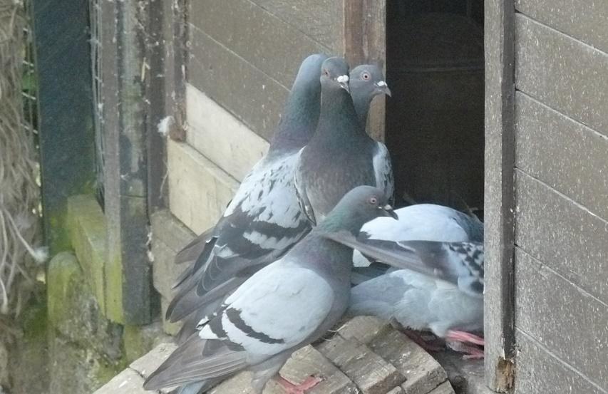 Farm pigeons