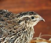 Farm quail