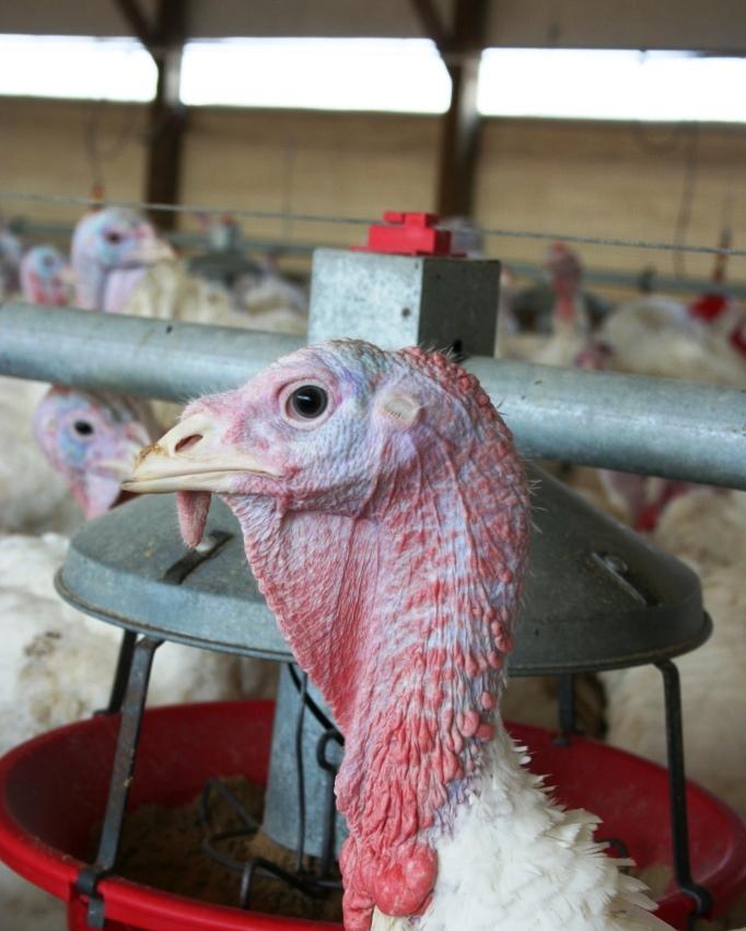 Turkey in barn