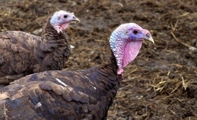 Farm turkey