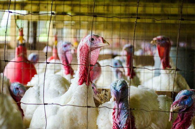 Turkey flock