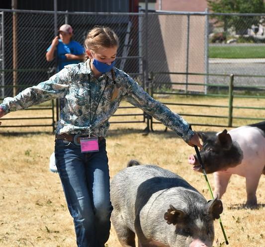 Farmer and pigs at fair