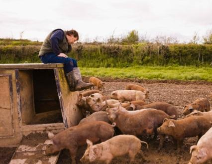 Farmer with pigs