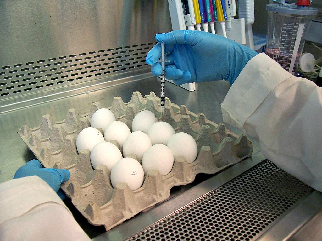 An FDA laboratory worker injects an influenza virus into an egg, where it will grow before being harvested.