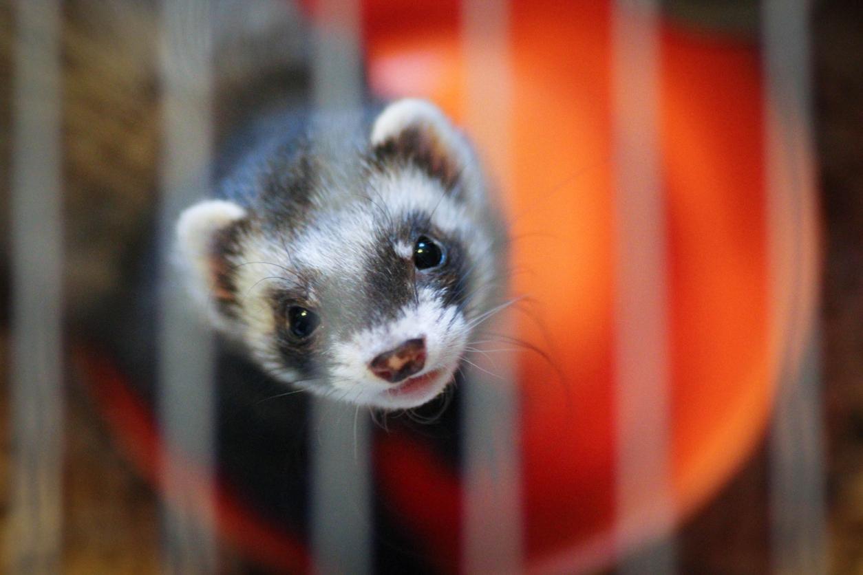 Ferret