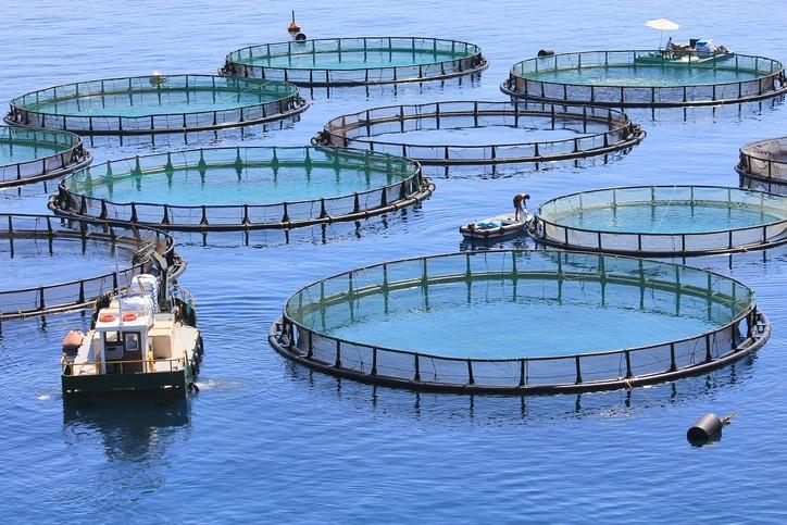 Fish farm