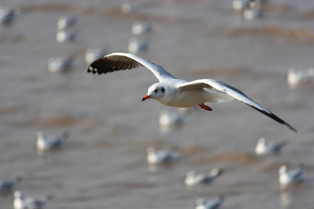 flying seagull