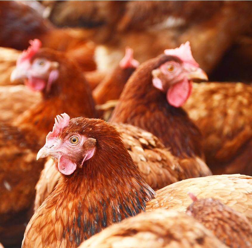 Free-range chickens